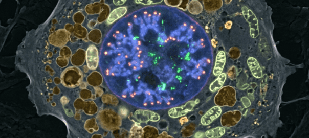 Fluorescent microscopy image of a cell with labeled organelles